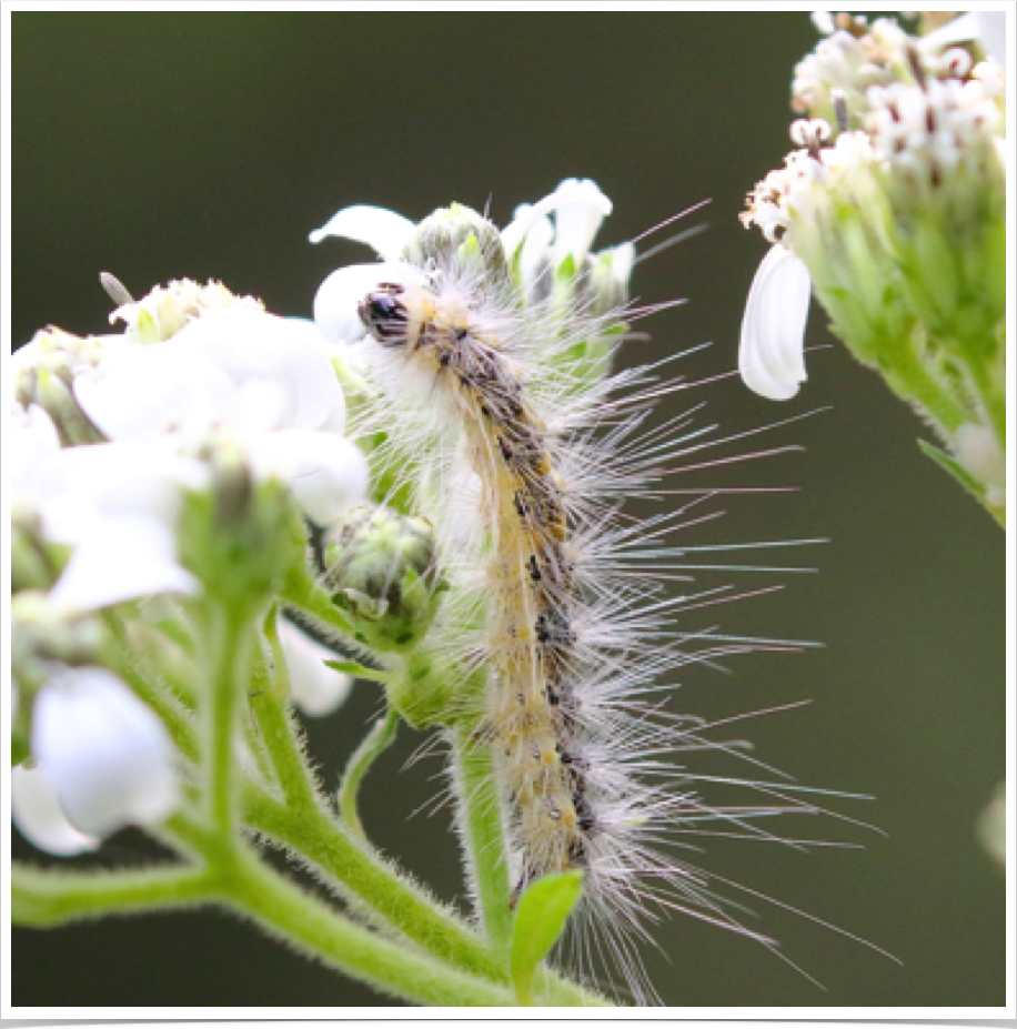 Fall Webworm on Wingstem
Hyphantria cunea
Dallas County, Alabama